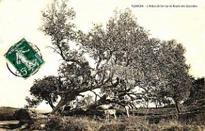 Tlemcen - Arbre de Fer sur Route des Cascades - 1907